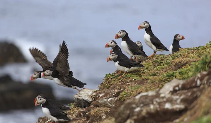 A group of puffins descending from the bird cliff Látrabjarg in the Westfjords of Iceland.