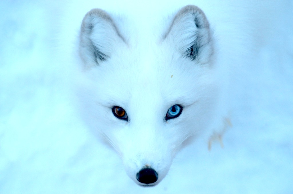 The Best Guide to the Arctic Fox in Iceland