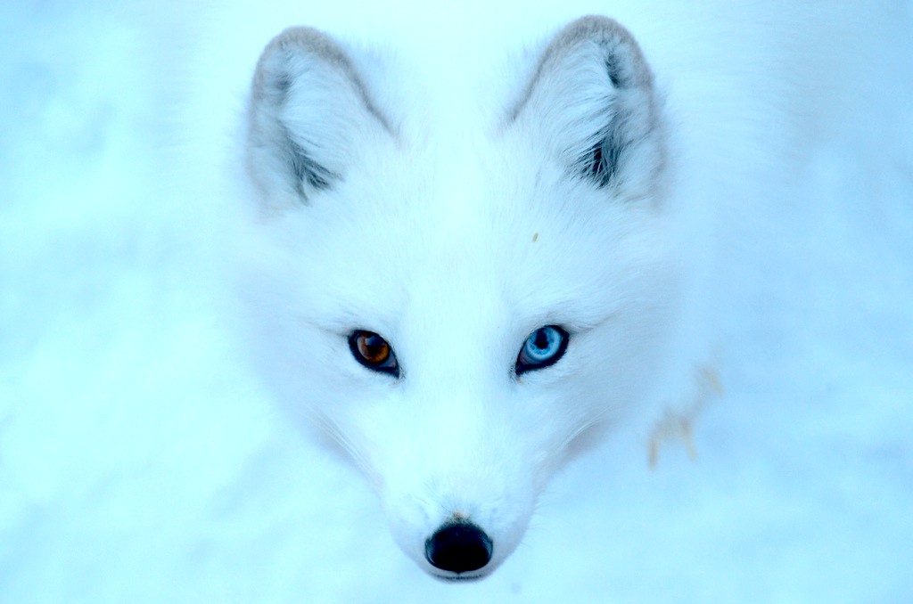 The Arctic Fox | A Tale of Iceland's Only Native Mammal
