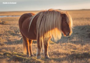 The Icelandic horse is a friendly creature with a thousand years of evolutionary isolation.