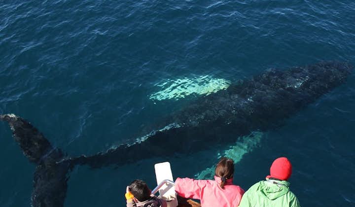 Whale Watching by boat allows you to get a lot closer to animals than otherwise.