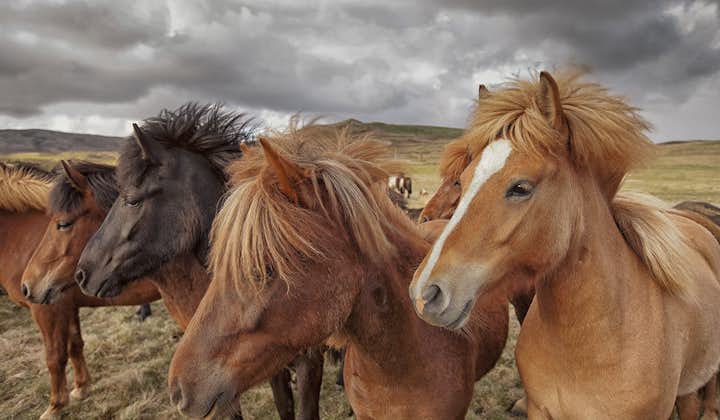 有名なアイスランドの馬と触れ合うことができるツアー