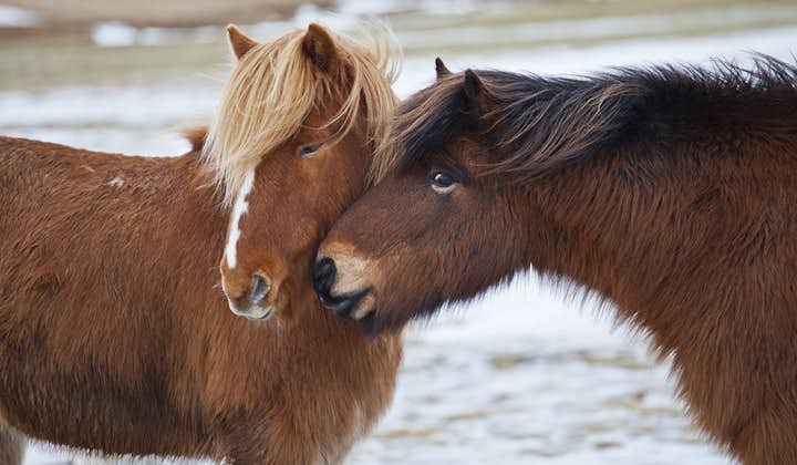 冰岛马是既可爱又善于社交的独特马种