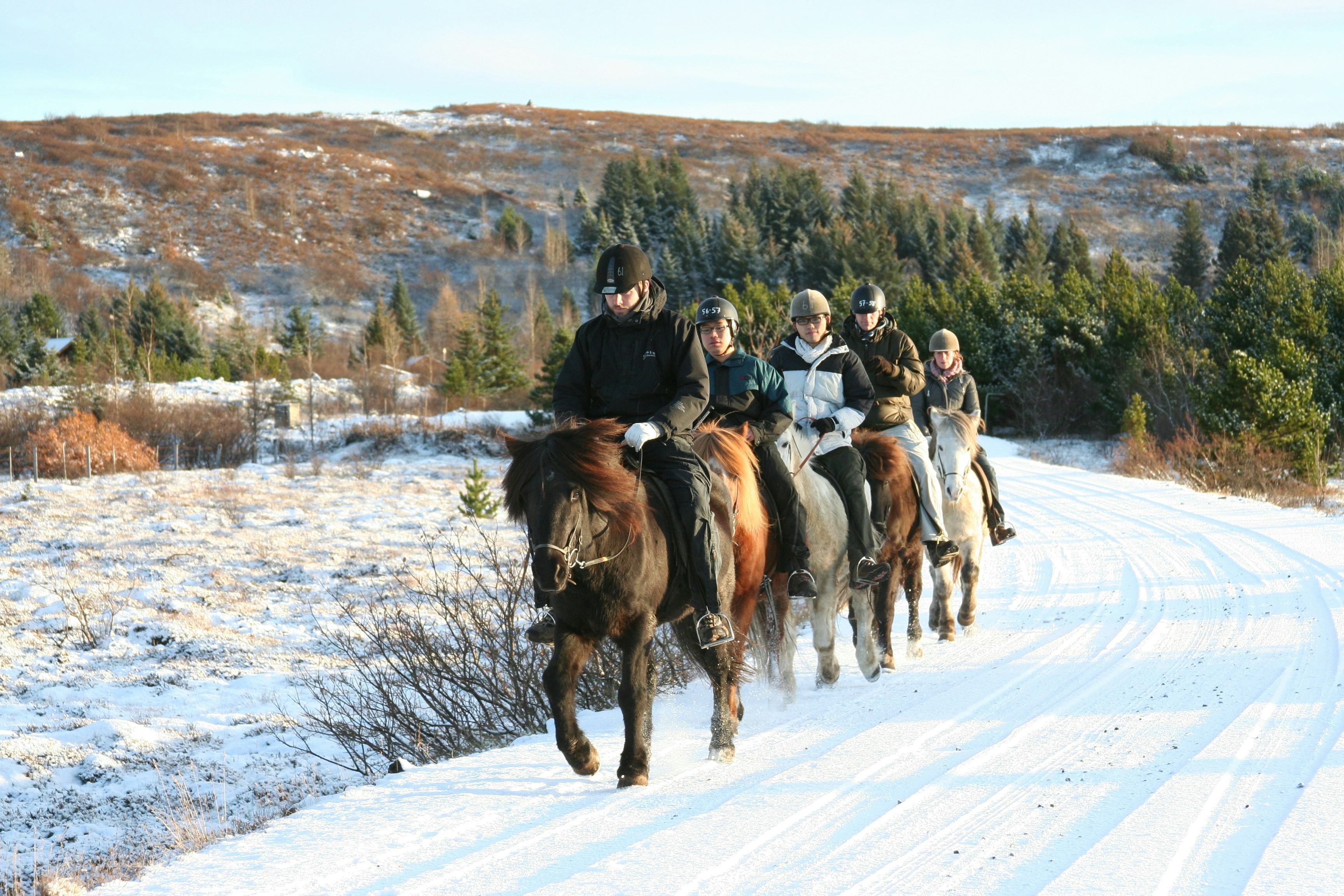 viking horse tours iceland