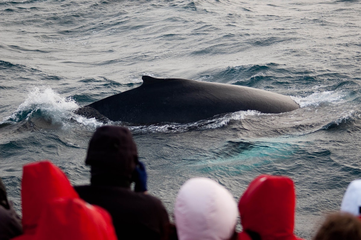 3-Hour Winter Whale Watching Tour from Reykjavik Old Harb...