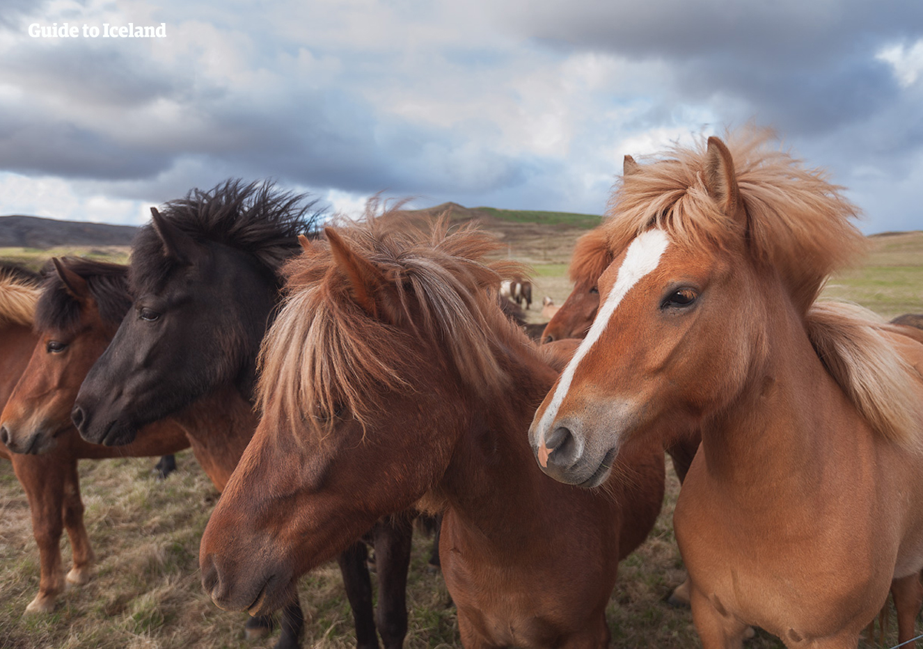 Możesz spotkać kilka islandzkich koni pasących się w kraju podczas samodzielnej wycieczki objazdowej.