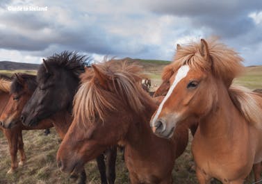 Vielleicht entdeckst du auf deiner Mietwagenreise ein paar Islandpferde, die in der Natur grasen.