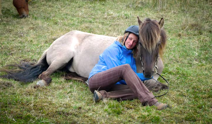 Le cheval islandais est reconnu pour sa fiabilité et sa gentillesse, capable d'endurer les hivers rudes.