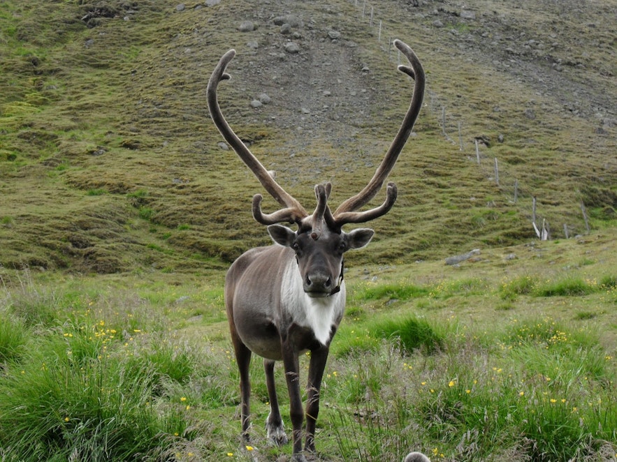 冰島鹿