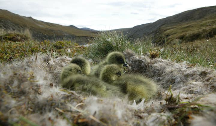 Pink-feeted goslings huddled in their nest in the eastern highlands, Iceland.