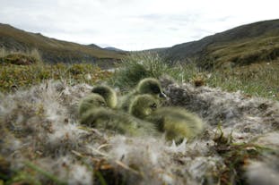 Pink-feeted goslings huddled in their nest in the eastern highlands, Iceland.