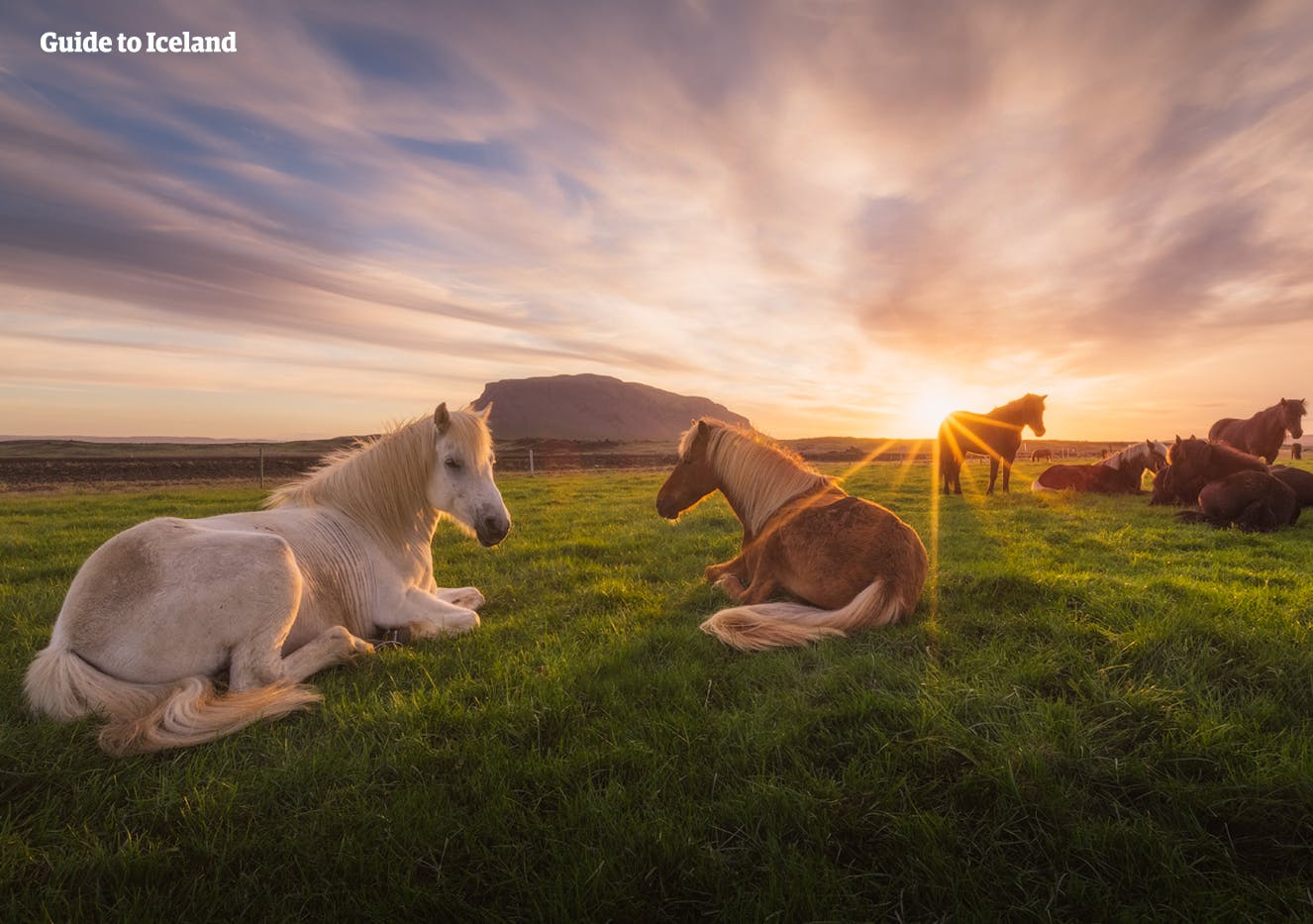 在有午夜阳光照耀的夜晚躺在草地上的冰岛马