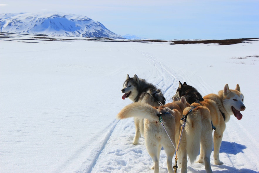 Dogsledding is possible in winter time near lake Mývatn in north Iceland