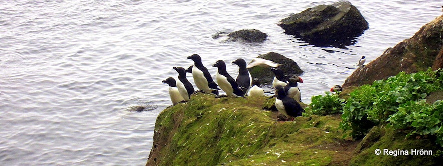 Birds on Drangey island