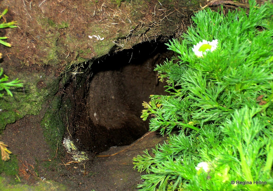 Puffin hole on Drangey island
