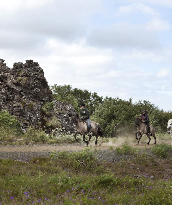 The Icelandic horse has two unique gaits; tölt and skeið or 'flying pace'