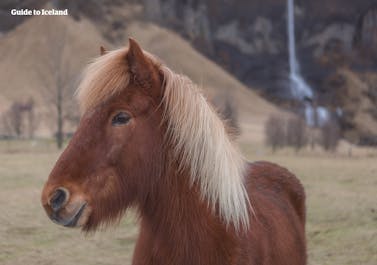 A red horse with a blonde mane standing in front of a waterfall in Iceland.
