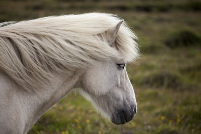 This Icelandic horse is coloured a snowy gray with a stunning white mane.