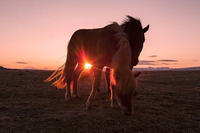 Icelandic horses grazing in the sunset.