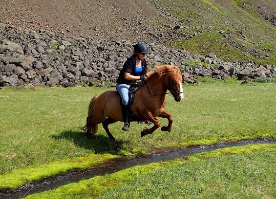 Riding an Icelandic horse through the pastures of the East Fjords is an unforgettable experience.