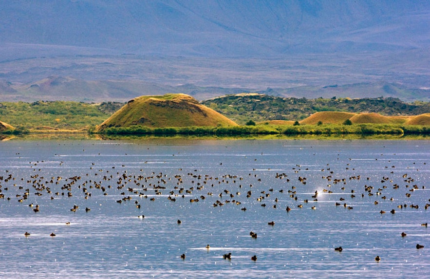 Beaucoup de canards au lac Mývatn, paradis de l'observation ornithologique