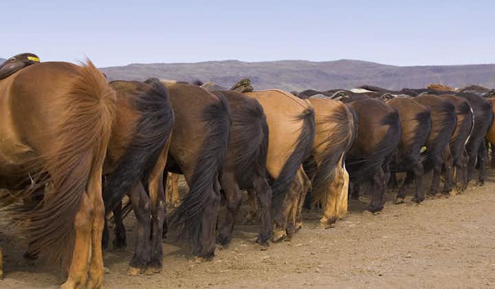 The famous Icelandic horse comes in many colours; visitors will often note their 'pony size', but be assured that they're horses!
