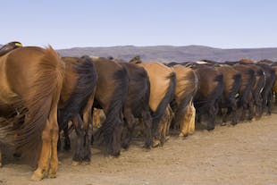 The famous Icelandic horse comes in many colours; visitors will often note their 'pony size', but be assured that they're horses!