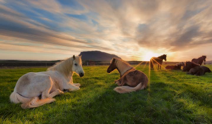 The Icelandic Horse, the country's most famous resident, is known for its five gaits, small stature and reliability.