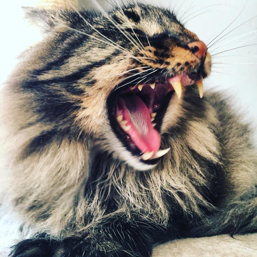Skuggi, an Icelandic cat with teeth to impress