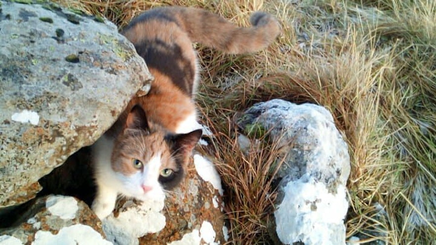 Perla, an Icelandic cat playing with a hole in the countryside