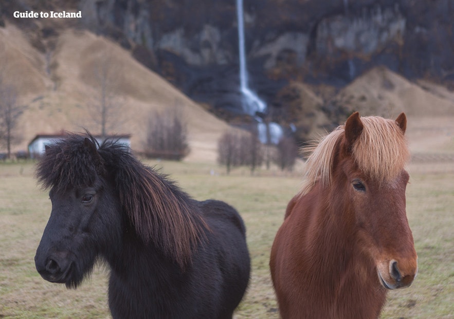 自驾或参团观光时，可以在很多地区看到自由放牧的冰岛马