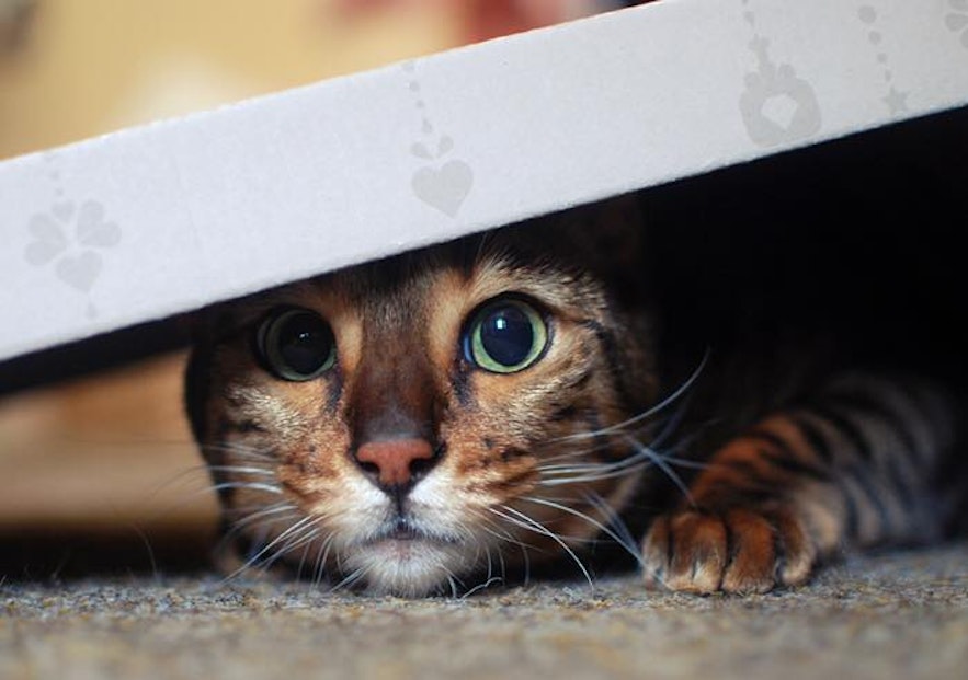Nikita, a 12 year old Bengal cat living in Iceland
