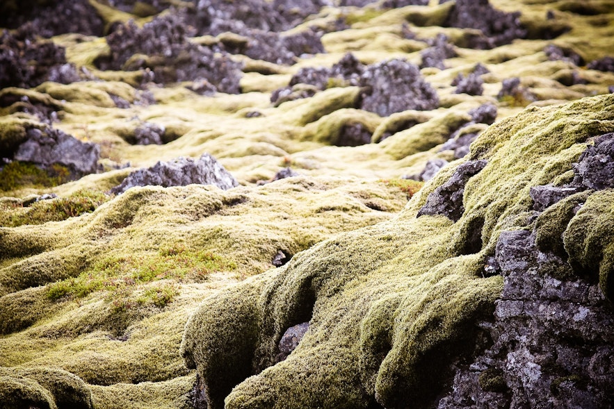 繊細なアイスランドの苔