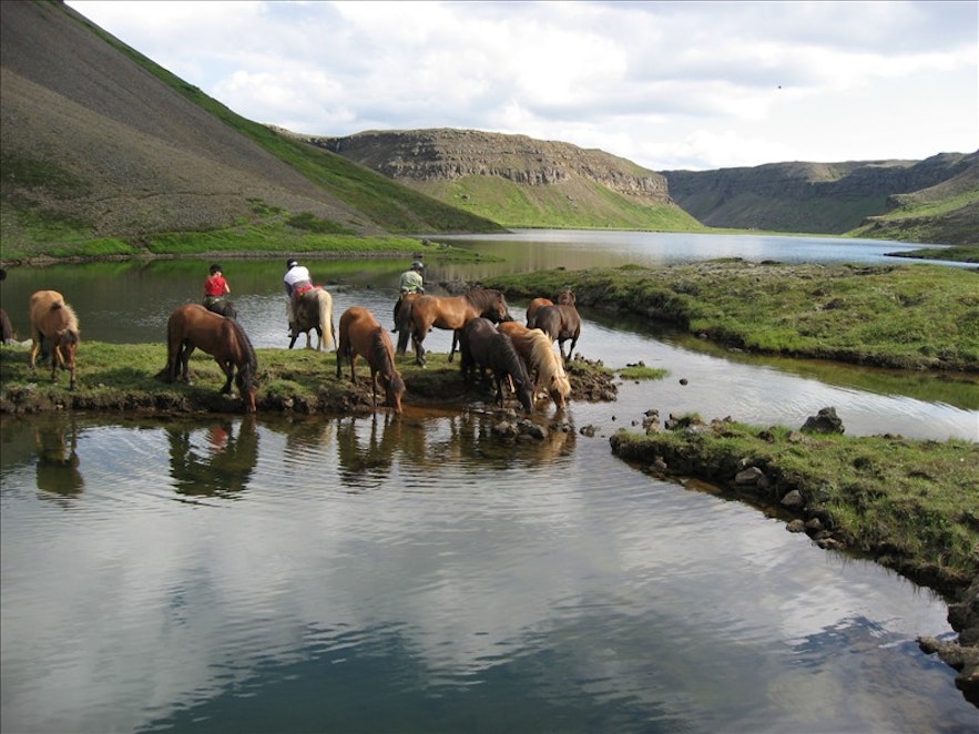 アイスランド北部のダイナミックな自然を楽しむ乗馬体験