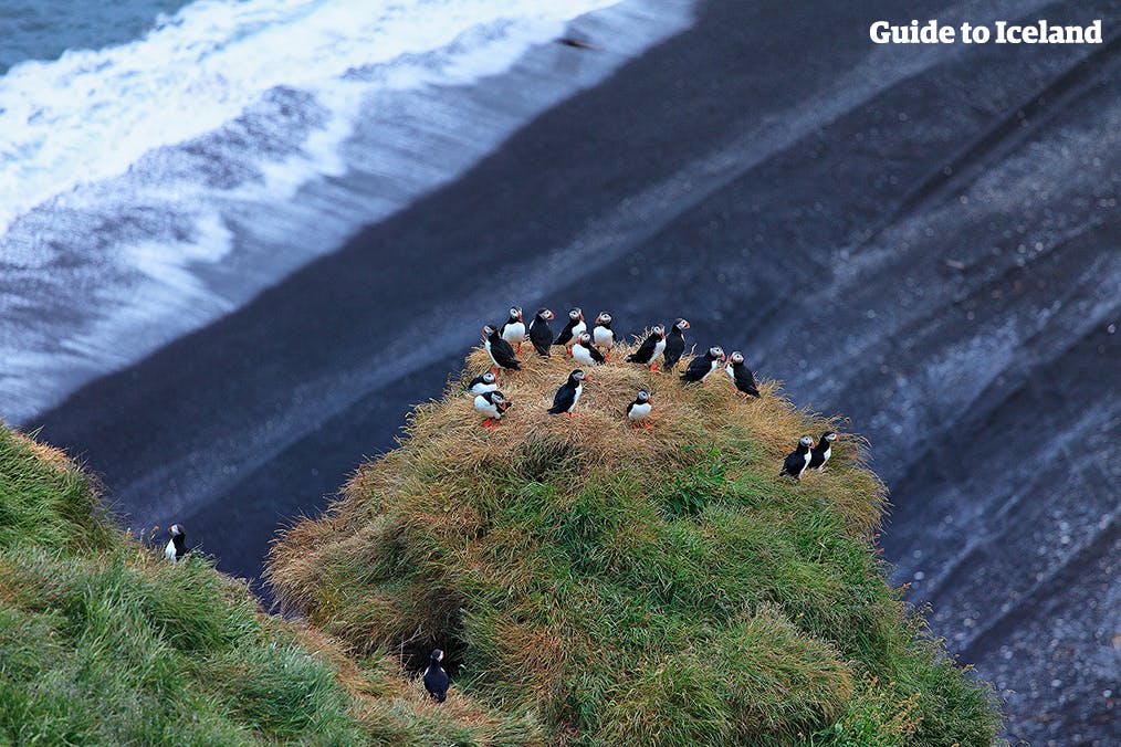 The Complete Guide To Birds In Iceland And Bird Watching | Guide To Iceland