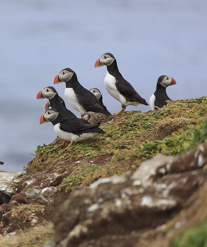 Puffins taking from from one of the many cliffs in which they nest throughout Iceland's summer.