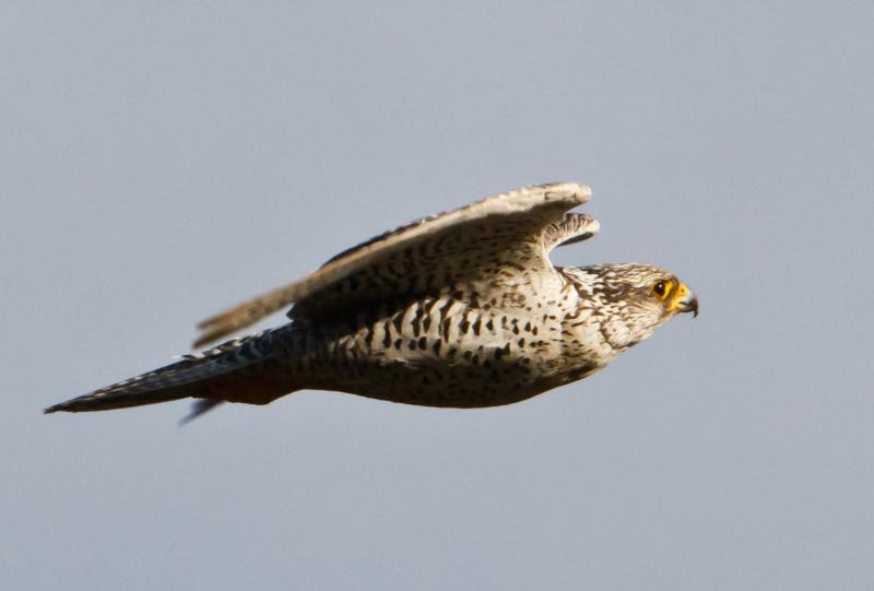 The Complete Guide To Birds In Iceland And Bird Watching ...