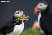 Three Excellent Spots to go Puffin Watching