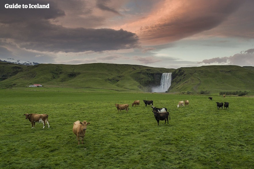 冰島牛