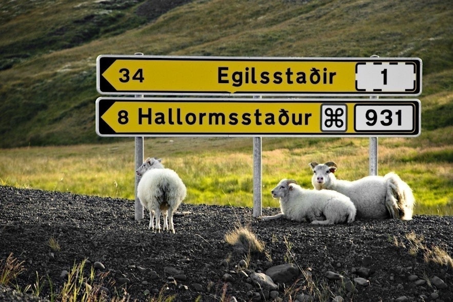 Znaki drogowe na Islandii