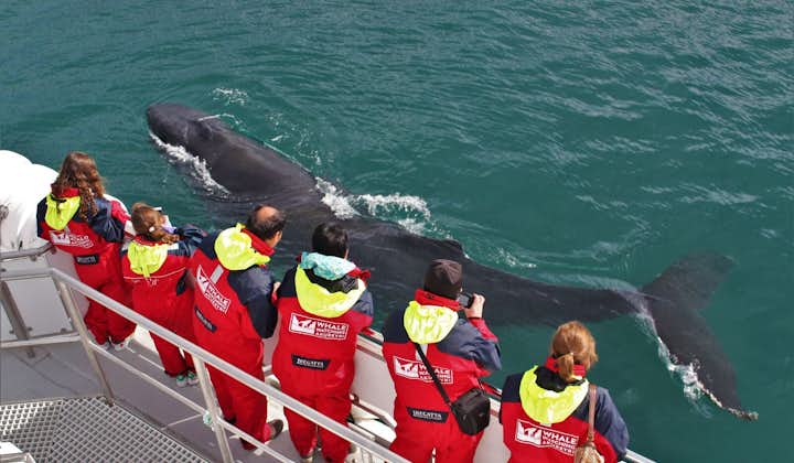 Ballenas jorobadas en Eyjafjord | Avistamiento de ballenas desde Akureyri