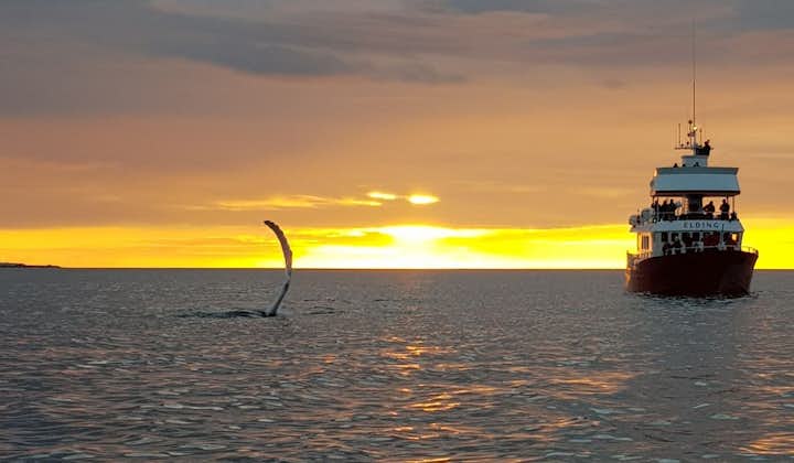 冰岛午夜阳光下，一只鲸鱼浮出海面。