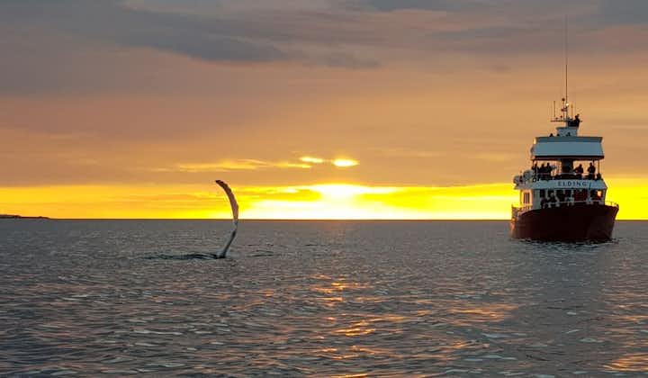 The midnight sun gleams against the ocean as a whale breaks the surface.