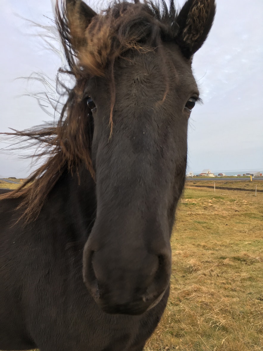 アイスランドの馬に乗りたい！