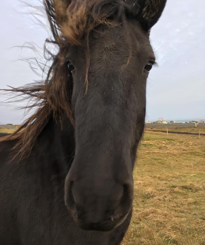 アイスランドの馬に乗りたい！