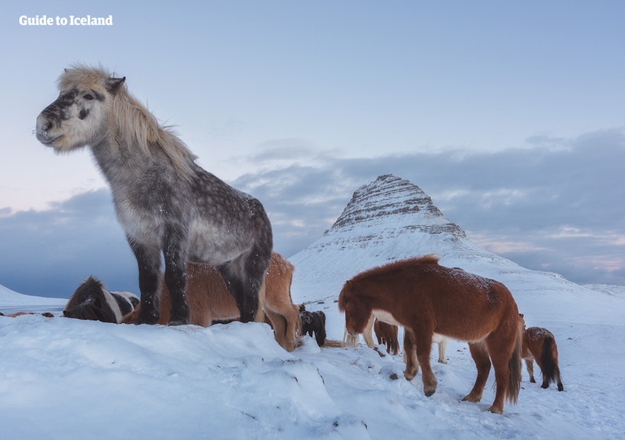 冬季冰島馬