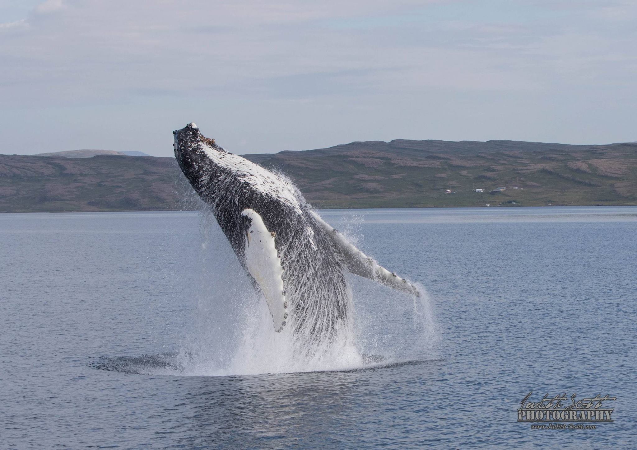 Observation De Baleines Au Large D'Holmavik | Westfjords