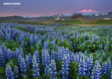 La péninsule de Snaefellsnes est un lieu de contrastes, des champs de fleurs violettes que l’on voit ICI autour d’un glacier sous le soleil de minuit.