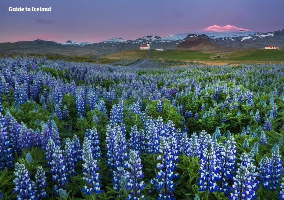 Snæfellsnes-halvøen er et sted med kontraster, marker med lilla blomster omkring en gletcher under midnatssolen.
