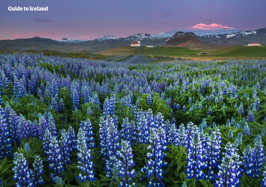 Snæfellsnes peninsula is a place of contrasts, fields of purple flowers seen around a glacier under the midnight sun.